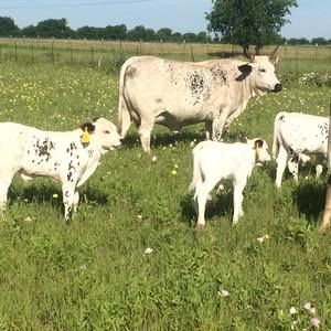 Meet your Posher, Shane